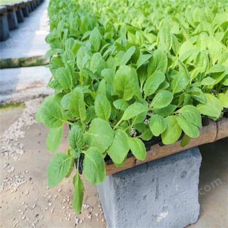 小白菜种苗 庭院盆栽四季播种 方便管理 商品性好 品种多