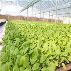 供应小白菜种子 营养价值丰富 青菜籽 耐寒耐湿性较好