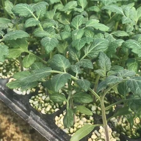 番茄苗 不易起棱 小西红柿种苗 穴盘基质苗 产量较高