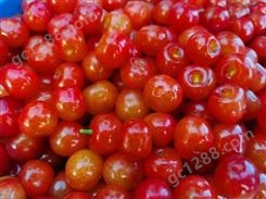 大樱桃当季现货水果 新鲜采摘果园 车厘子营养丰富
