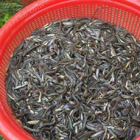 敦皇水产 泥鳅苗 可高密度养殖 泥鳅鱼苗全国批发 纯氧运输